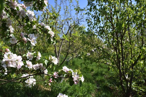 Apple tree in an orchard